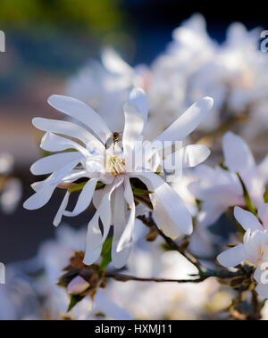 Bianco Rosa giallo verde magnolia blossom macro,sole brillante,un'ape avvicinando Foto Stock