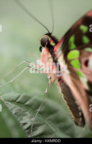 Butterfly: Tailed Jay. Graphium Agamennone. Foto Stock