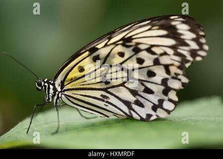 Butterfly: Albero Bianco Ninfa. Idea leuconoe. Foto Stock