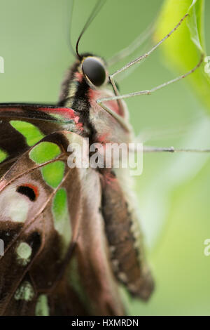 Graphium Agamennone. Coda di Jay. Foto Stock