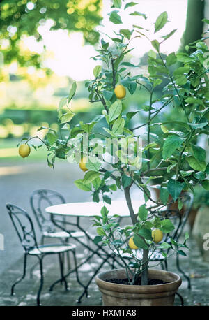 Lemon Tree nella parte anteriore del tavolo e sedie. Foto Stock