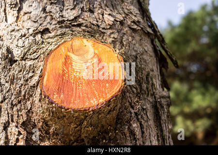 Dettaglio del taglio sul ramo di un albero. Il taglio è aperto e dà uno sguardo alla struttura marrone Foto Stock