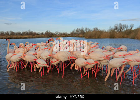 Gregge di maggiore fenicotteri a Pont de Gau in Camargue Francia Foto Stock