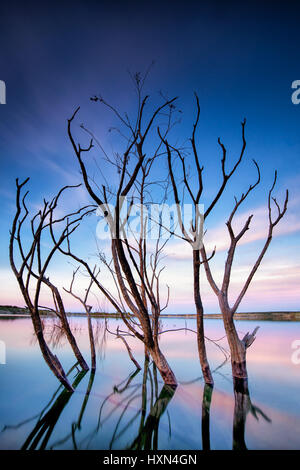 Parzialmente sommerso albero a causa di aumento dei livelli delle acque, Amistad serbatoio, Texas Foto Stock