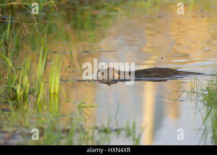 (Coypu Myocastor coypus) nuoto a La Briere parco naturale, Francia Foto Stock