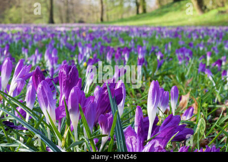 Un prato pieno di crochi Foto Stock