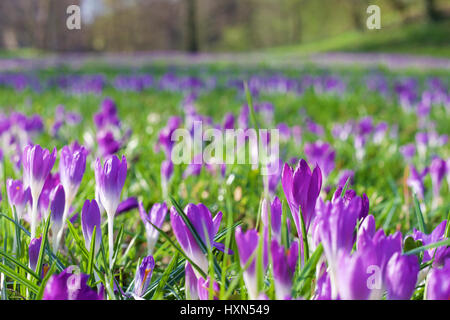 Un prato pieno di crochi Foto Stock