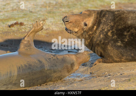 Atlantico guarnizione grigio (Halichoerus grypus) maschi combattimenti. Donna Nook, Lincolnshire. Regno Unito. Gennaio. Foto Stock