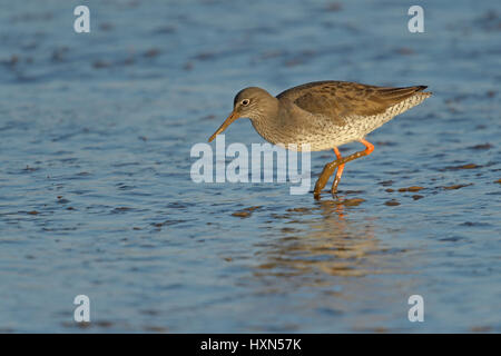 Common redshank (Tringal totanus) adulto in livrea invernale, si nutrono di intertidal velme. Norfolk, Inghilterra. Gennaio. Foto Stock