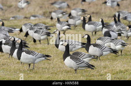 Stormo di oche facciabianca (Branta leucopsis) il pascolo in pascolo. Dumfries & Galloway, Scozia. Febbraio. Foto Stock