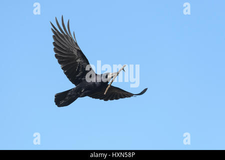 Rook (Corvus frugilegus) adulto in volo che trasportano materiale nido. Gloucestershire. Marzo. Foto Stock