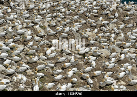 Colonia nidificazione del nord sule (Morus bassanus). Grande Isola Saltee, co wexford, Irlanda. Aprile. Foto Stock