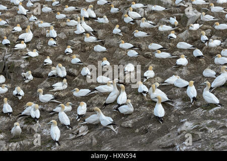 Colonia nidificazione del nord sule (Morus bassanus). Grande Isola Saltee, co wexford, Irlanda. Aprile. Foto Stock