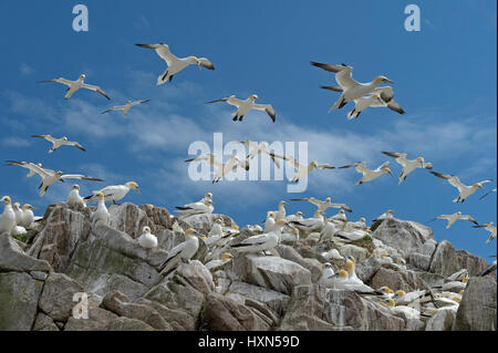 Gregge di northern sule( Morus bassanus) a colonia nidificazione. Grande Isola Saltee, co wexford, Irlanda. Aprile. Foto Stock