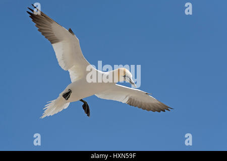 Northern gannet (Morus bassanus) in volo. Grande Isola Saltee, co wexford, Irlanda. Aprile. Foto Stock