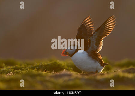 Atlantic puffin (Fratercula arctica) adulto nella luce della sera. Isola di Skomer, Pembrokeshire, Galles. Aprile. Foto Stock