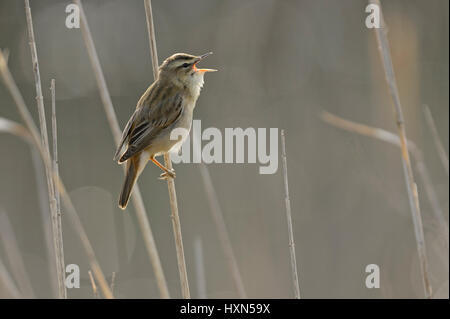 Sedge trillo (Acrocephalus schoenobaenus) cantare in reedbed. Norfolk, Inghilterra. Maggio. Foto Stock