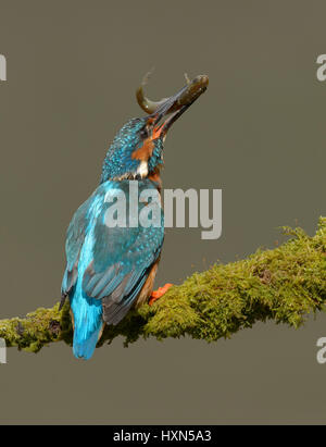 Common kingfisher (Alcedo atthis) maschio adulto con pesci preda. Worcestershire, Inghilterra. Maggio. Foto Stock