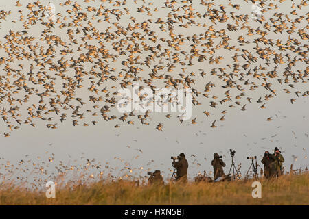 Gli amanti del birdwatching guardando un gregge di red nodo (Calidris canutus) lasciando alta marea posatoio a Snettisham RSPB riserva, Norfolk, Inghilterra. Novembre. Foto Stock