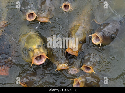 Koi carpa (Cyprinus carpio) al parco lago in Essex, Inghilterra. Foto Stock