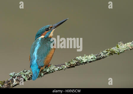 Common kingfisher (Alcedo atthis) femmina adulta. Worcestershire, Inghilterra. Settembre. Foto Stock