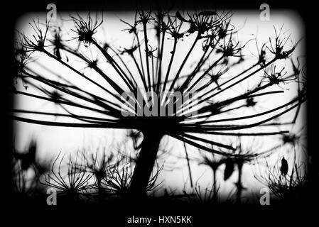 Dark secco sosnowskyi Heracleum fiori, incorniciato in bianco e nero silhouette foto macro con il fuoco selettivo Foto Stock