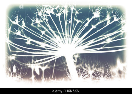 Dark secco sosnowskyi Heracleum fiori, inversa silhouette foto macro con messa a fuoco selettiva e colorato di tonalità effetto filtro Foto Stock
