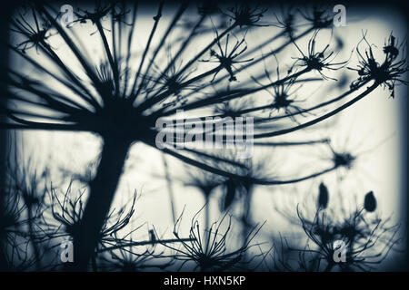 Dark secco sosnowskyi Heracleum fiori, incorniciato silhouette foto macro con messa a fuoco selettiva e la correzione delle tonalità effetto di filtro Foto Stock