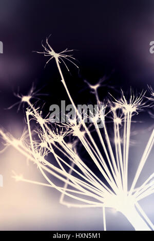 Dark secco sosnowskyi Heracleum flower, inversa silhouette foto macro con messa a fuoco selettiva e colorato la correzione delle tonalità effetto di filtro Foto Stock