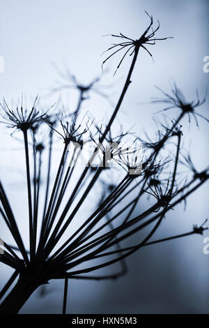 Dark secco sosnowskyi Heracleum flower, silhouette foto macro con messa a fuoco selettiva e tonalità blu correzione effetto filtro Foto Stock