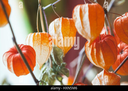 Bouquet di luminoso rosso secco physalis lolla, closeup foto con messa a fuoco selettiva Foto Stock