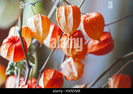 Bouquet di luminoso rosso secco physalis lolla, vicino la foto con il fuoco selettivo Foto Stock