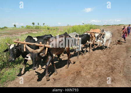 Meserani Snake Park, Arusha, Tanzania - Febbraio 14, 2008: sei buffalo in un cablaggio tirando un aratro, dietro la quale sono i giovani Maasai Pahari. Foto Stock