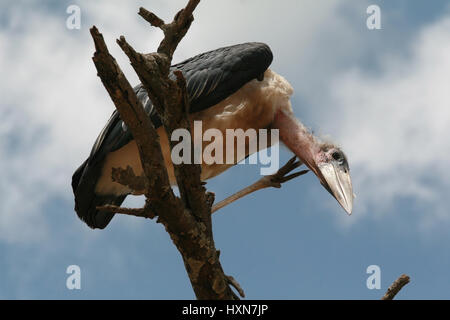 Marabou stork guarda giù, seduto su un ramo di legno secco, Serengeti National Park, Tanzania. Foto Stock