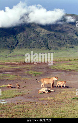 TANZANIA, Ngorongoro Conservation Area - Febbraio 13, 2008: Wild leoni africani in un parco nazionale e nella fauna loro zampe coperto di sangue animale morto Foto Stock