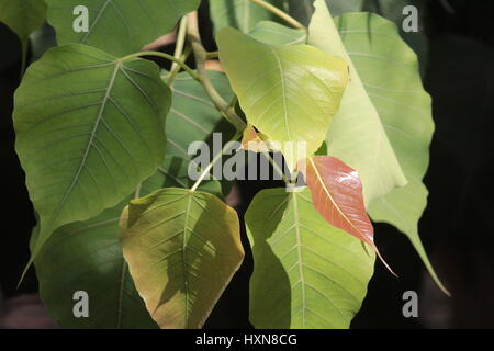 Multi foglie colorate della Sacra Fig Tree Foto Stock