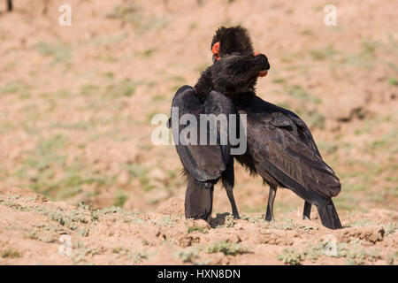 Massa meridionale Hornbill (Bucorvus leadbeateri) Foto Stock