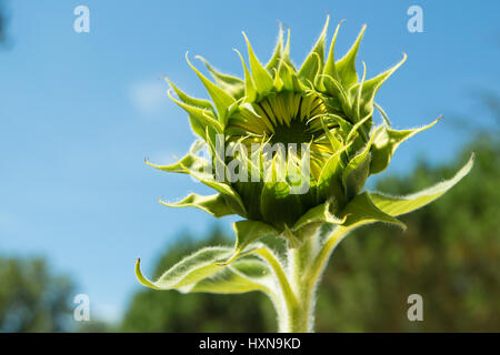 Closeup di un singolo germoglio di girasole con uno sfondo blu cielo Foto Stock