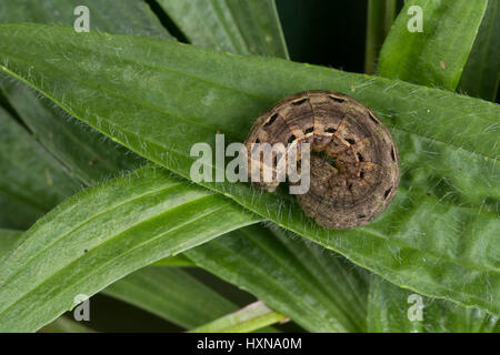 Hausmutter, Raupe frisst un Spitz-Wegerich, Noctua pronuba, Agrotis, pronuba Eulenfalter, Eulen-Falter, Grande giallo underwing, caterpillar, la fidanzata Foto Stock