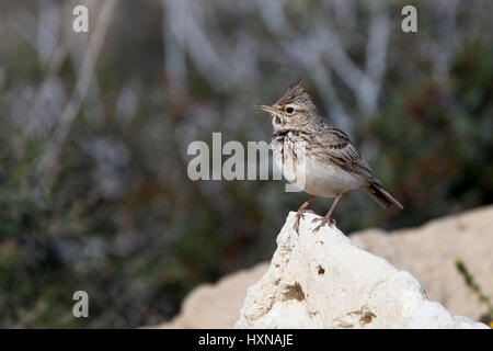 Crested Lark (Galerida cristata) in piedi su una roccia, Capo Drepano, Cipro. Foto Stock