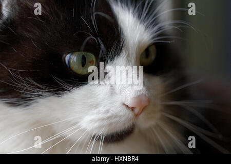 La faccia di un vecchio gatto Foto Stock