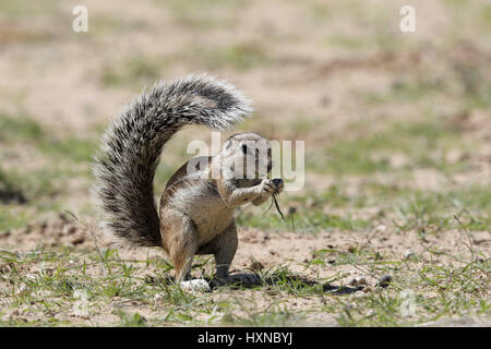 Capo Scoiattolo di terra Foto Stock