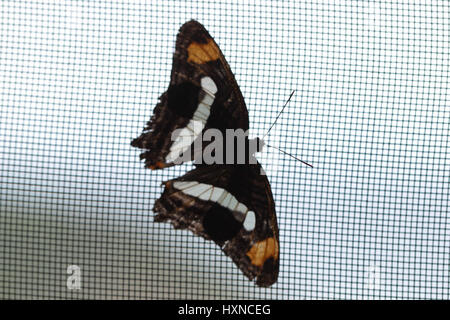 Bella farfalla colorata catturato da scudo di vento net Foto Stock