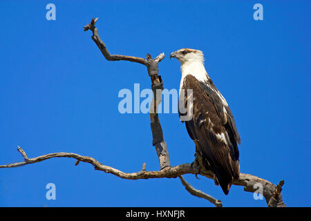 Gridare Lago Eagle, African Fish Eagle - Haliaetus vocifer, Schreiseeadler | pesce africano Eagle - Haliaetus vocifer Schreiseeadler unausgefaerbter Jung Foto Stock