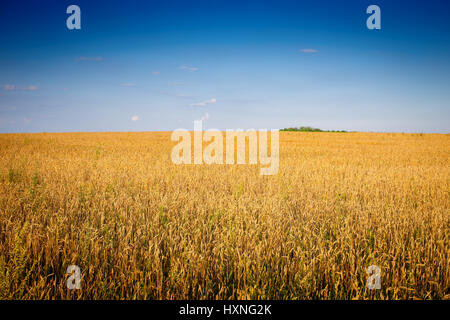 Campo con grani maturi in una limpida giornata di sole Foto Stock