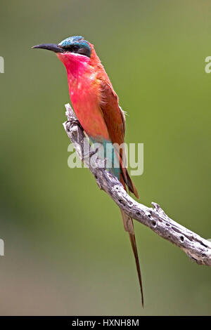 Karminspint, Merops nubicus - Miniera di pullman Bee Eater Karminspint | Merops nubicus - Carmine Bee Eater Karminspint auf der Jagdwarte Mahango NP, Namib Foto Stock