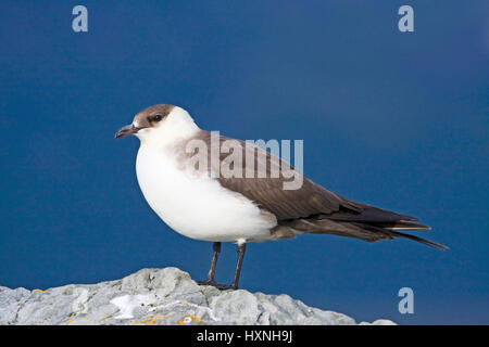 Parassita di rapina del gabbiano, Arctic Skua, Schmarotzerraubmöwe | Arctic Skua Foto Stock