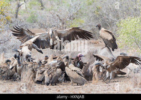 White-backed vulture (Gyps africanus e cape vulture (Gyps coprotheres) stanno lottando per la carcassa, Kruger National Park, Sud Africa. Foto Stock