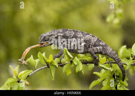 Panni, camaleonte Chamaeleo dilepis - colli parzializzatore camaleonte, Lappen Chamaeleon | Chamaeleo dilepis - lembo colli Schleudert Camaleonte Zunge nach der Foto Stock