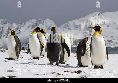 King's penguins - Suedgeorgien - Antartide, Koenigspinguine - Suedgeorgien - Antarktis Foto Stock